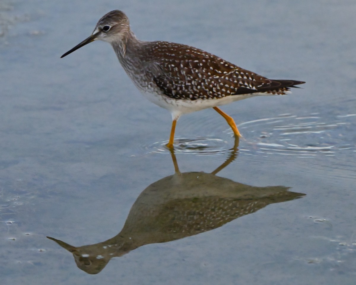 Lesser Yellowlegs - ML641858860
