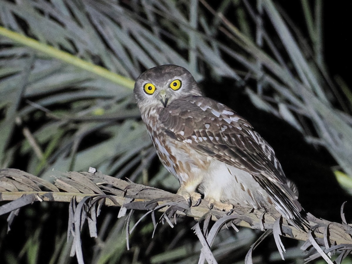 Barking Owl - ML641858862