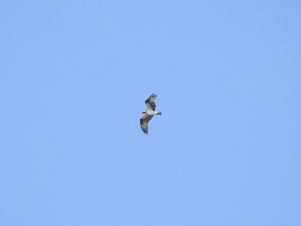 Osprey - ML641858863