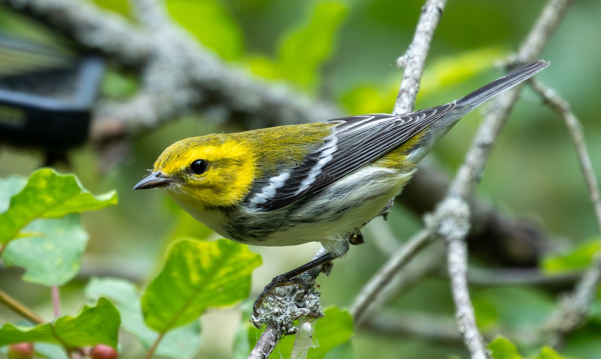 Black-throated Green Warbler - ML641858874