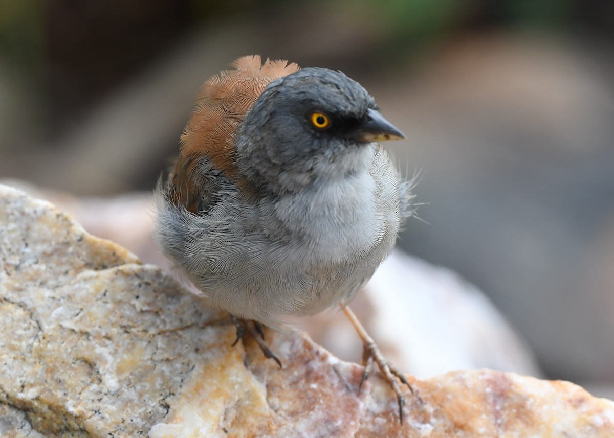 Yellow-eyed Junco - ML641858886
