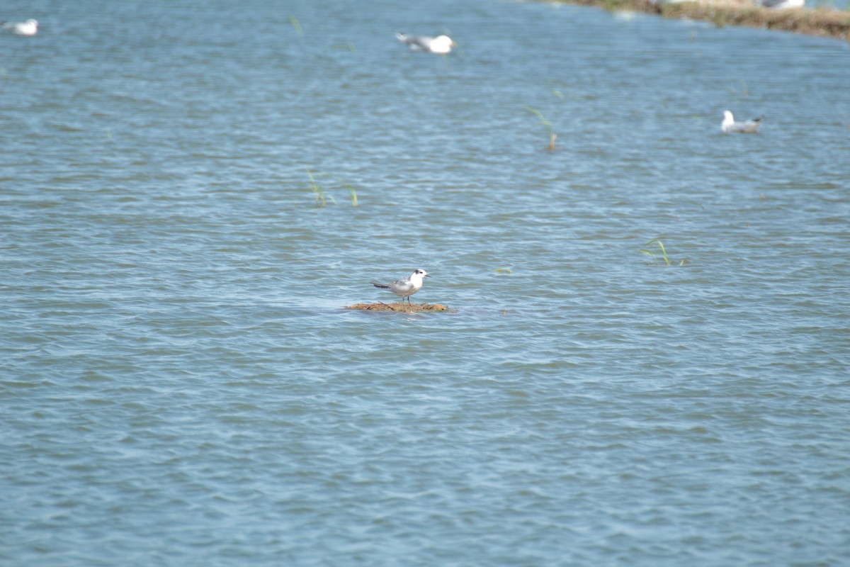 Whiskered Tern - ML641858894
