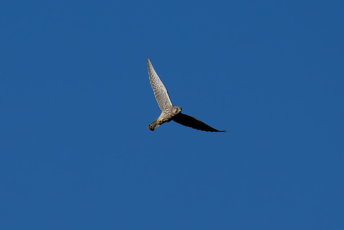 Начин шонхор - ML641858895