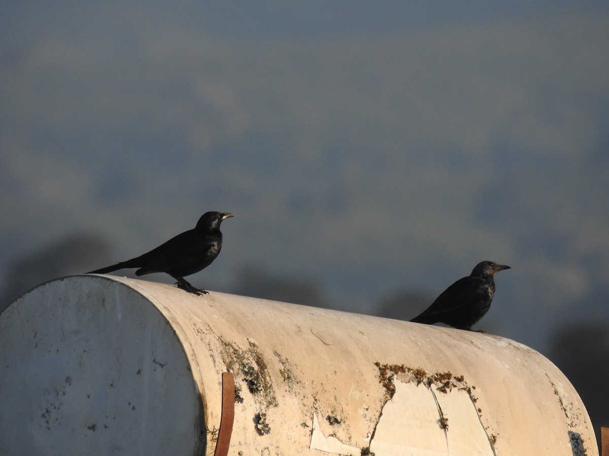 Red-winged Starling - ML641858899