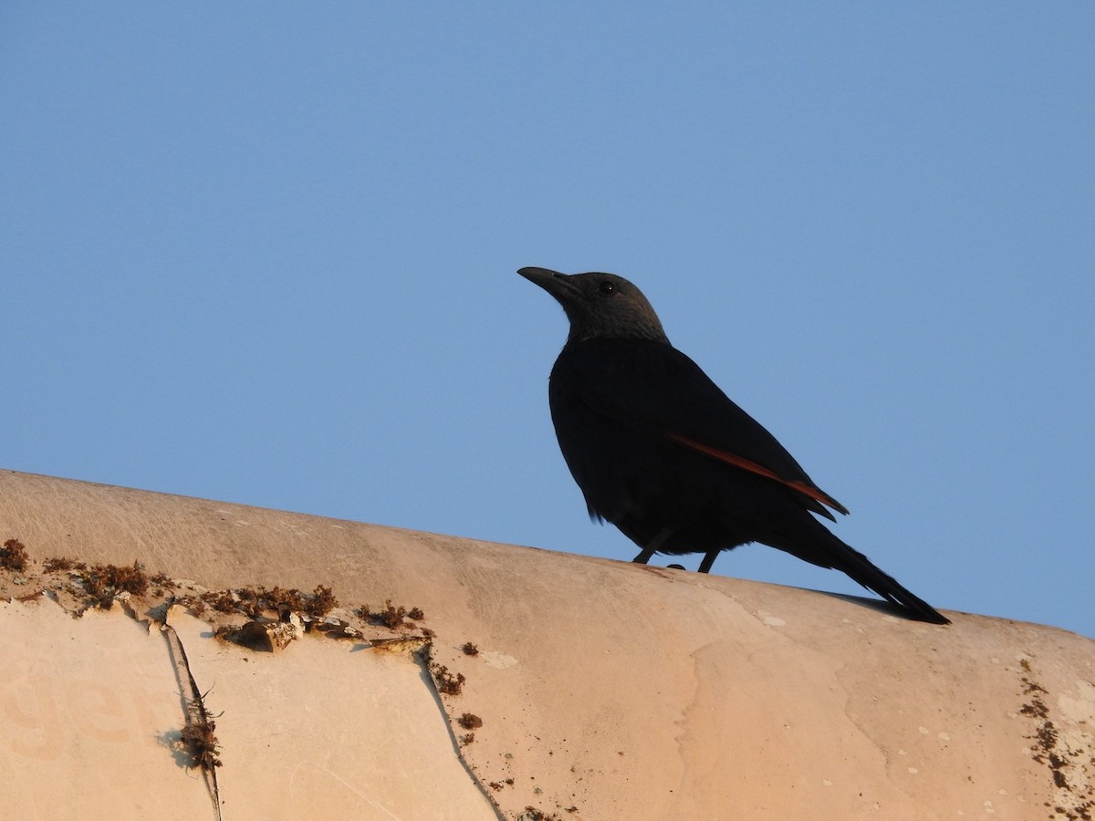 Red-winged Starling - ML641858900