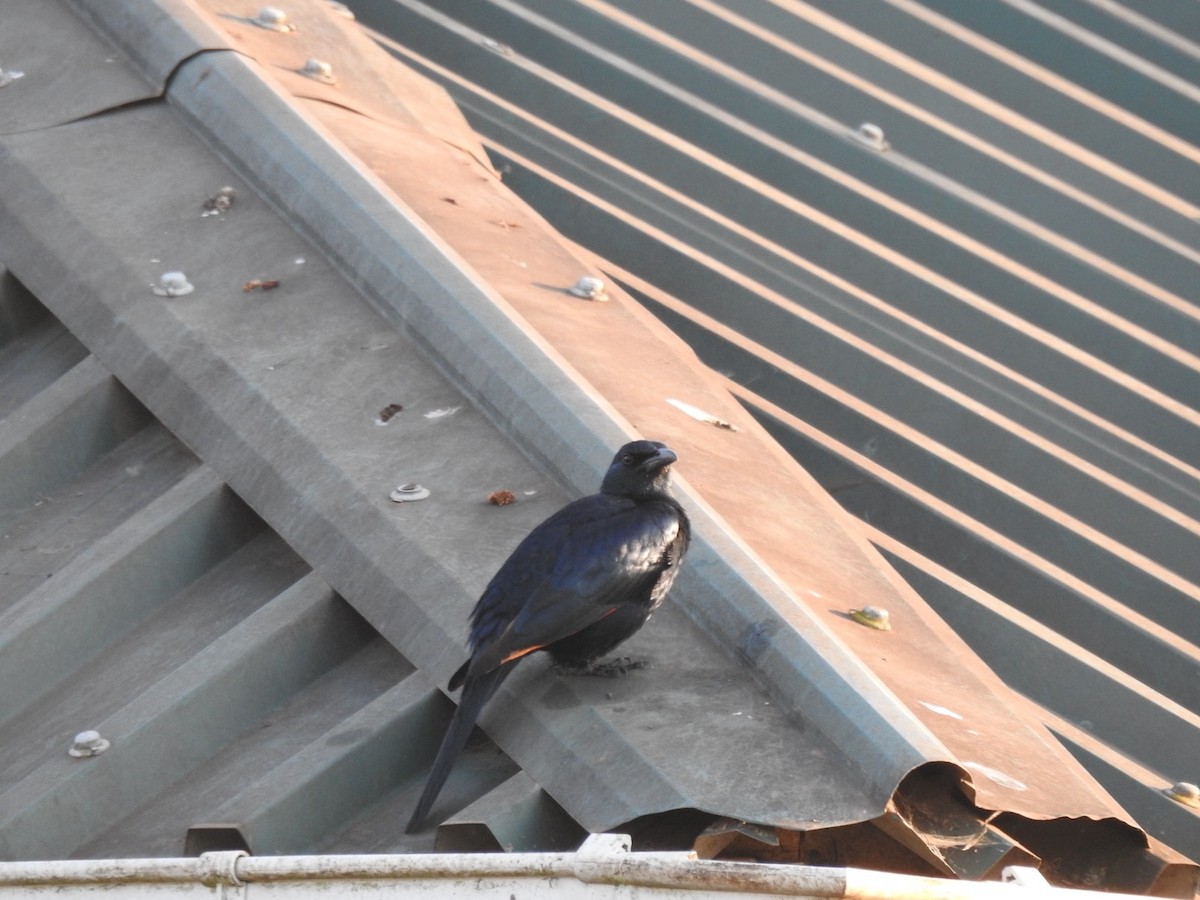 Red-winged Starling - ML641858901