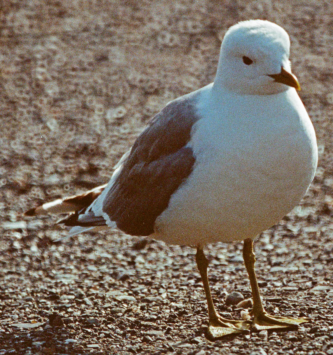 Short-billed Gull - ML641858946