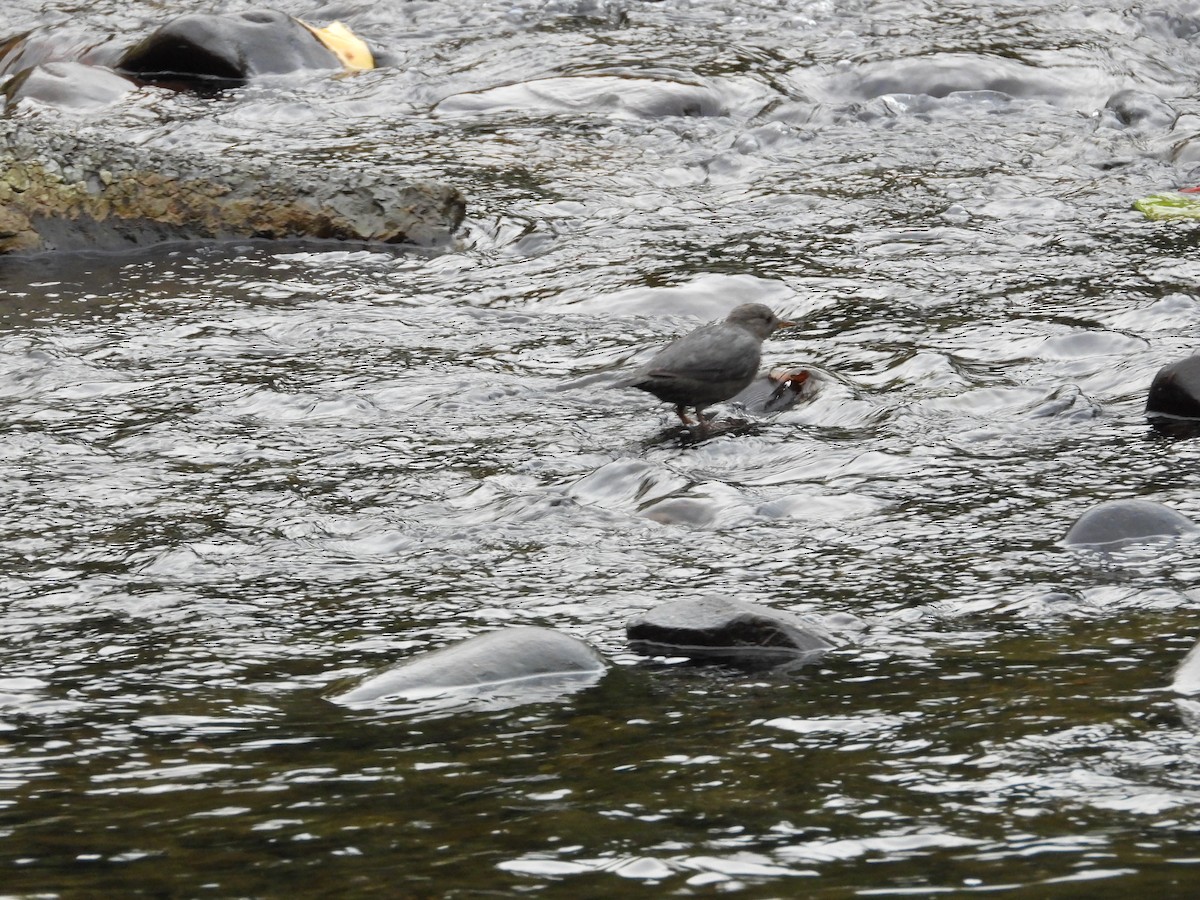 American Dipper - ML641858950