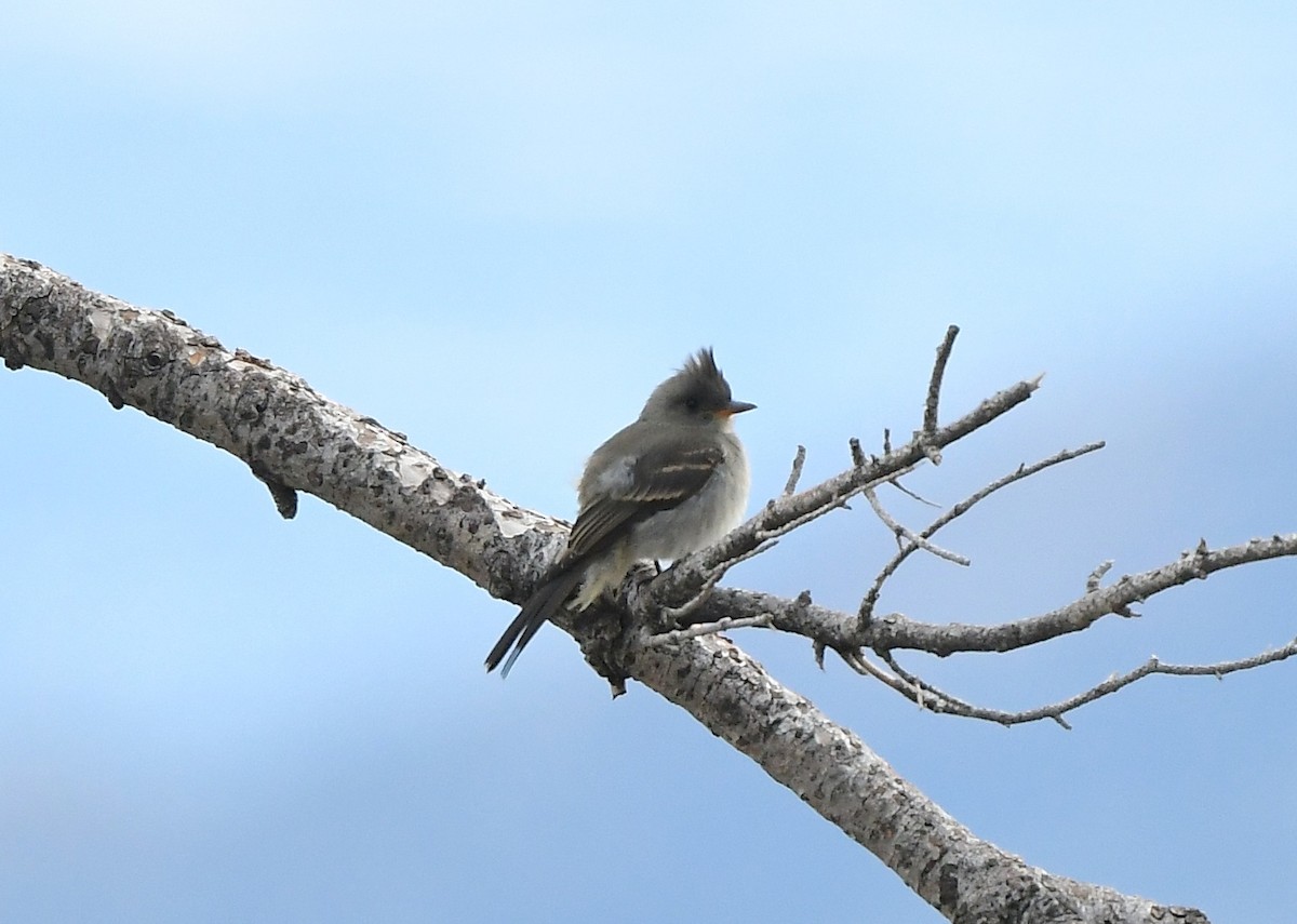 Greater Pewee - ML641858956