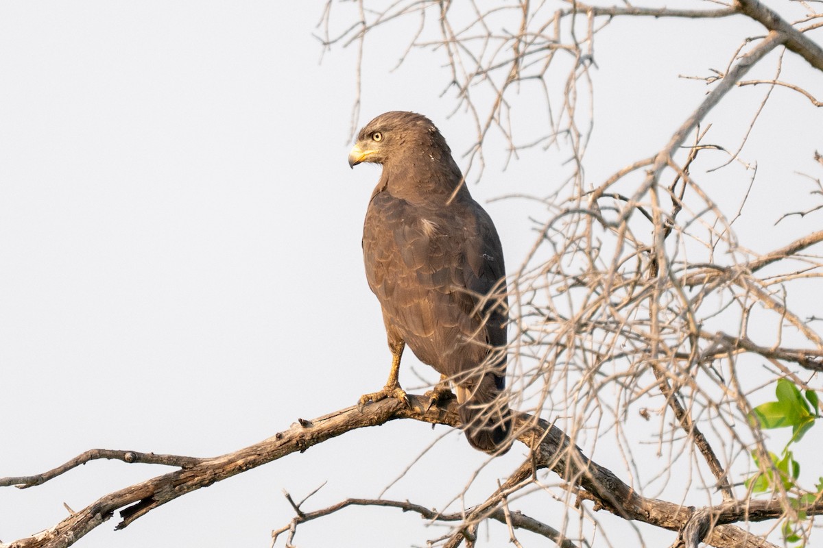 Western Banded Snake-Eagle - ML641858958