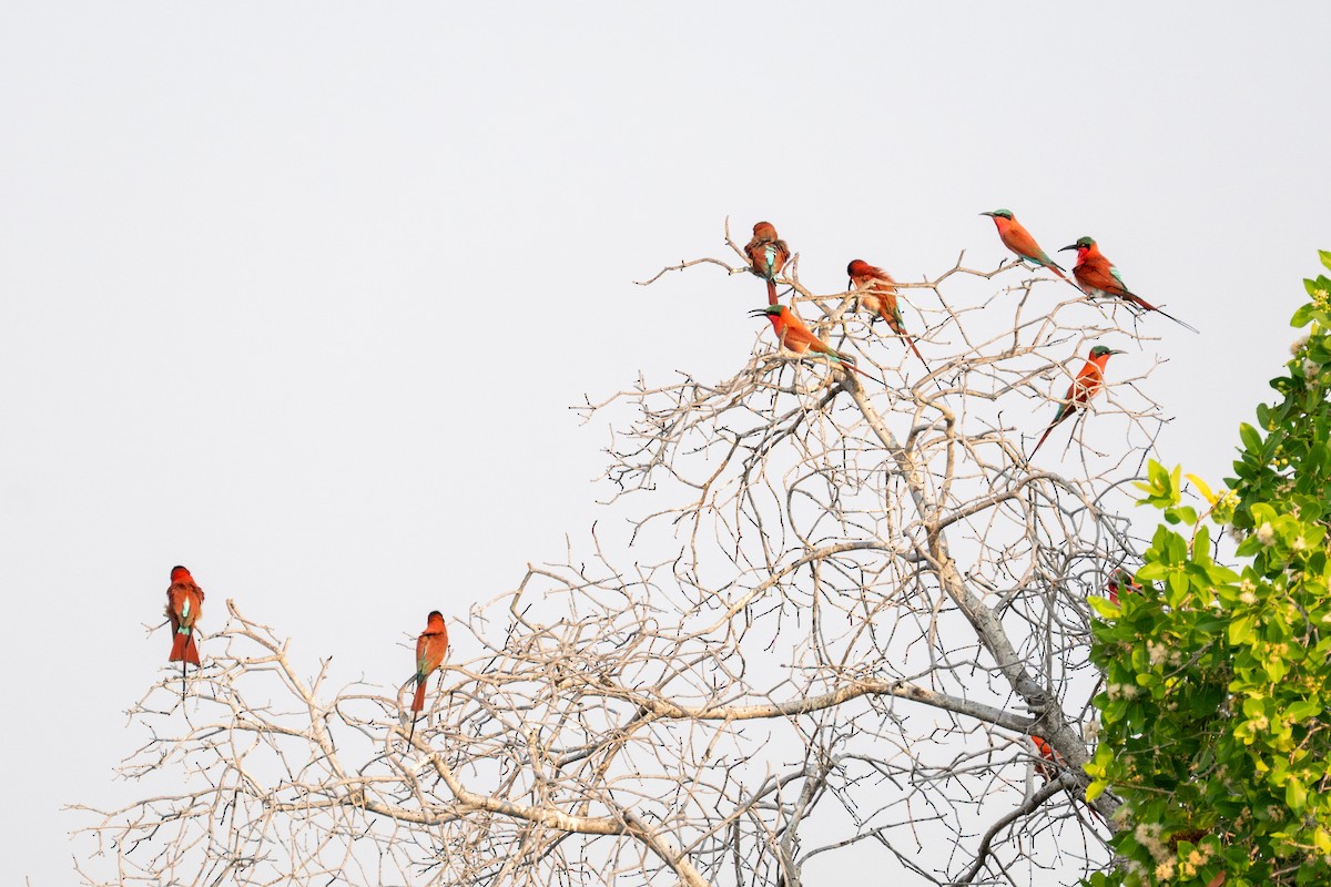 Southern Carmine Bee-eater - ML641858979
