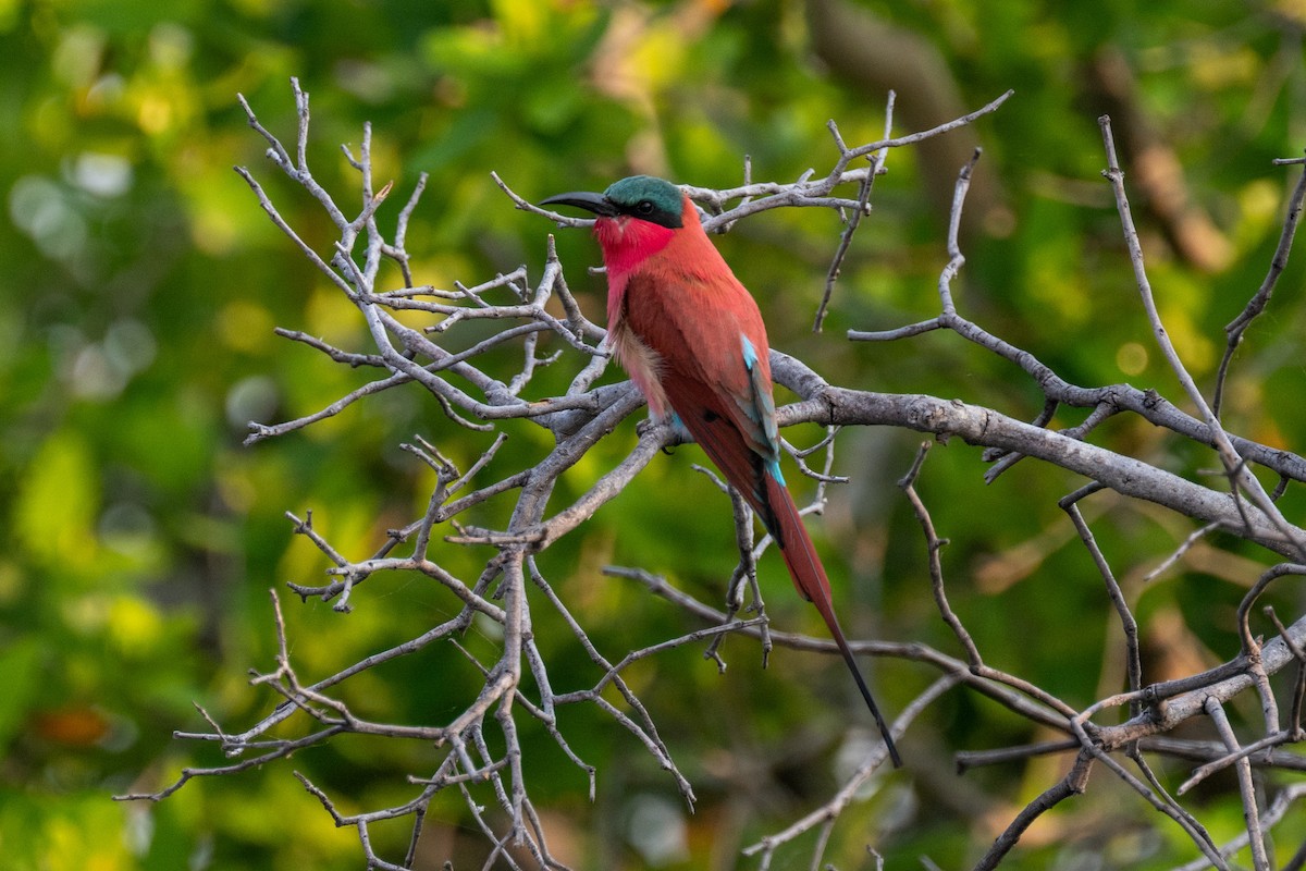 Southern Carmine Bee-eater - ML641858980