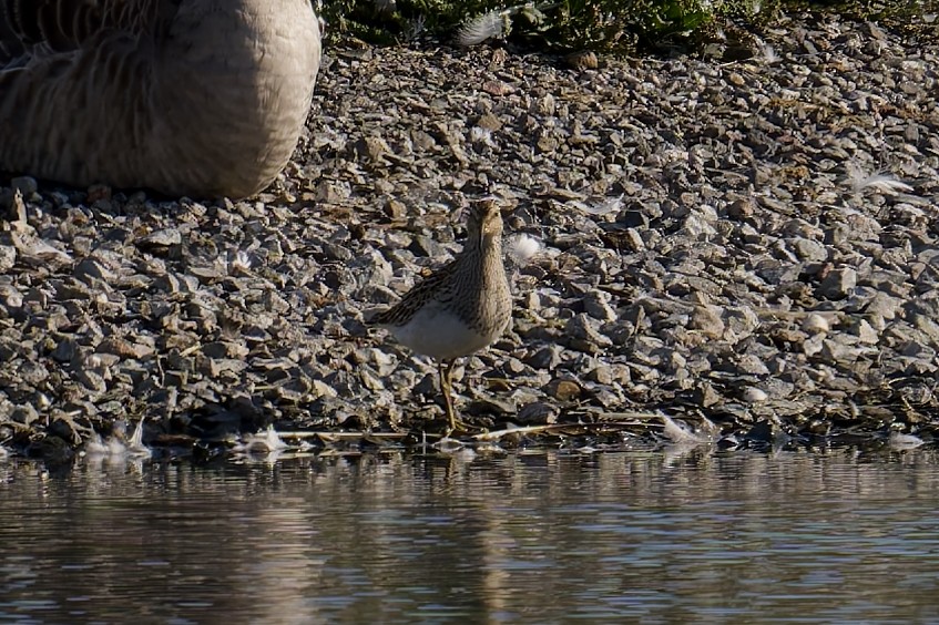 Орог элсэг - ML641859015