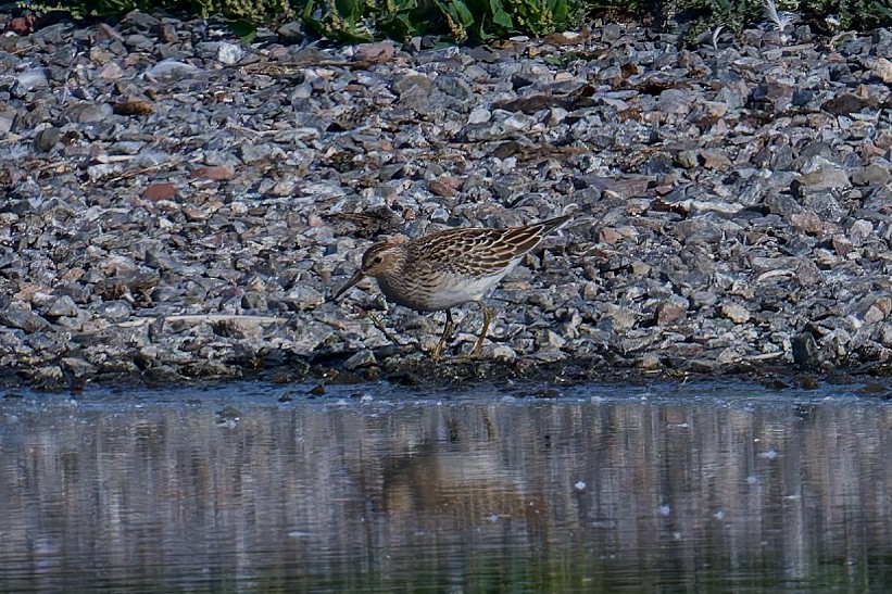 Орог элсэг - ML641859016