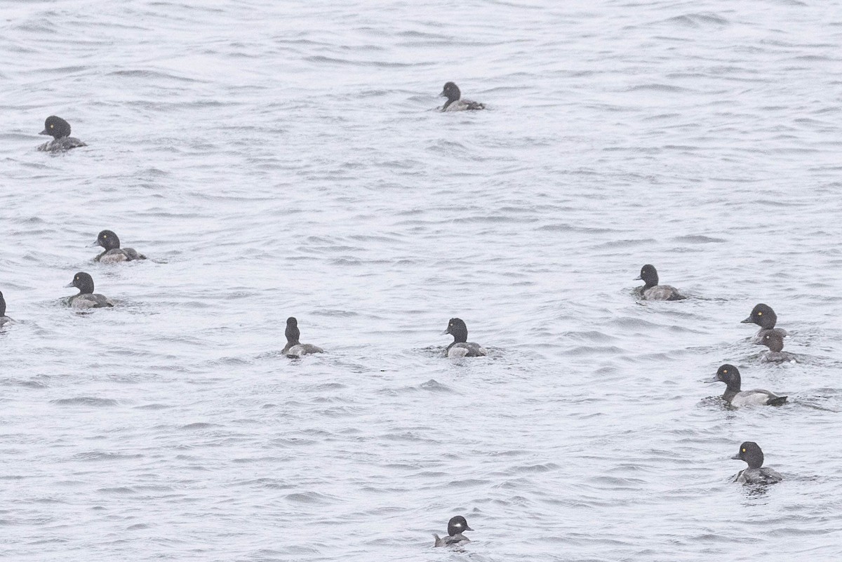 Barrow's Goldeneye - ML641859036