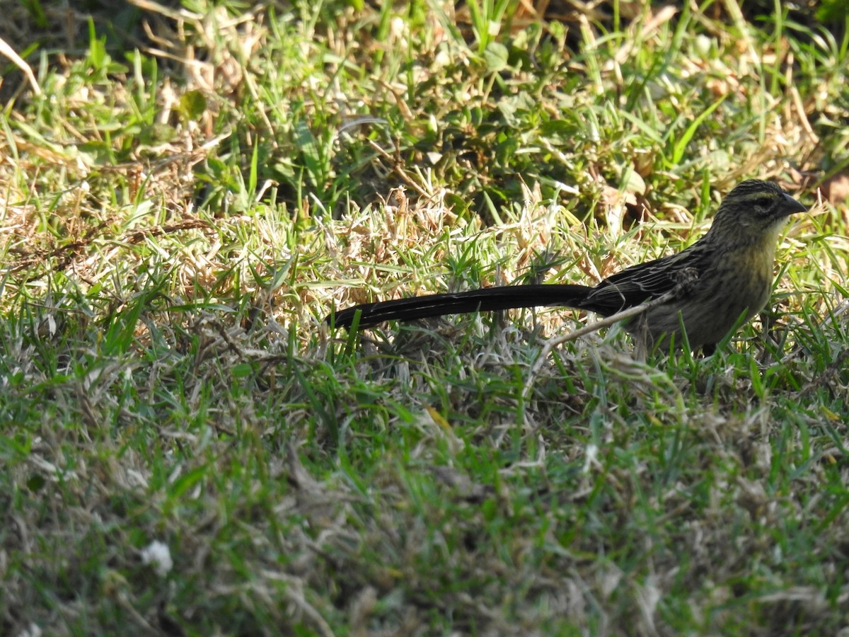 Red-cowled Widowbird - ML641859047