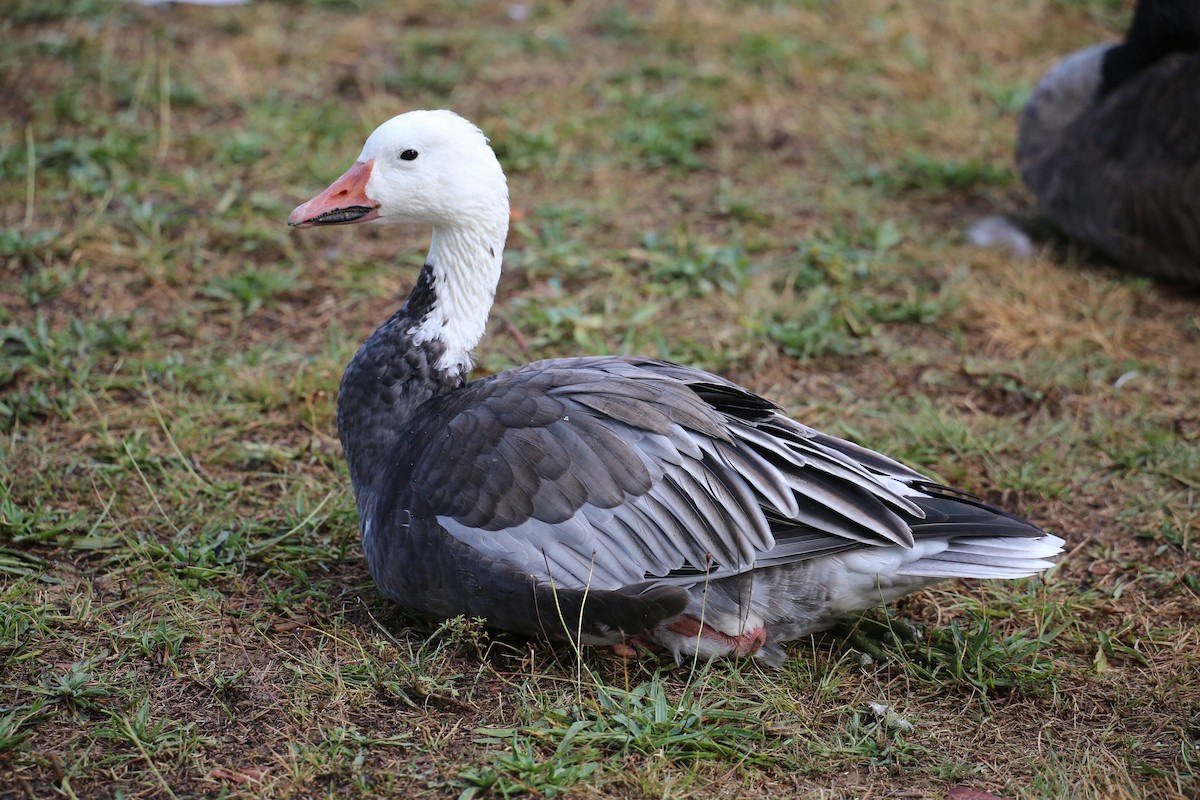 Snow Goose - ML641859059
