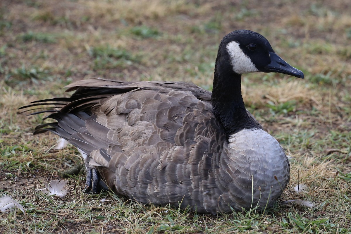 Canada Goose - ML641859064