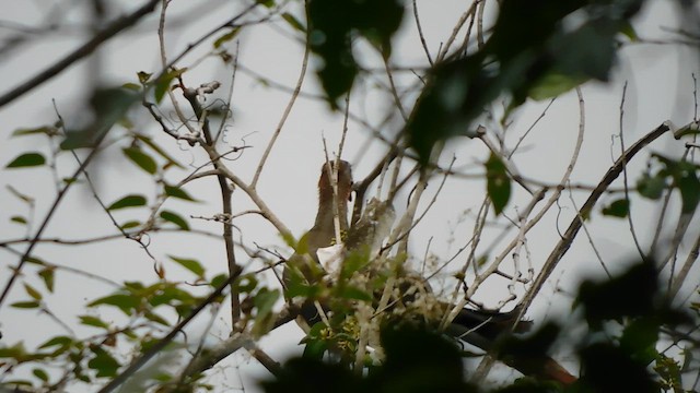 Rufous-headed Chachalaca - ML641859065