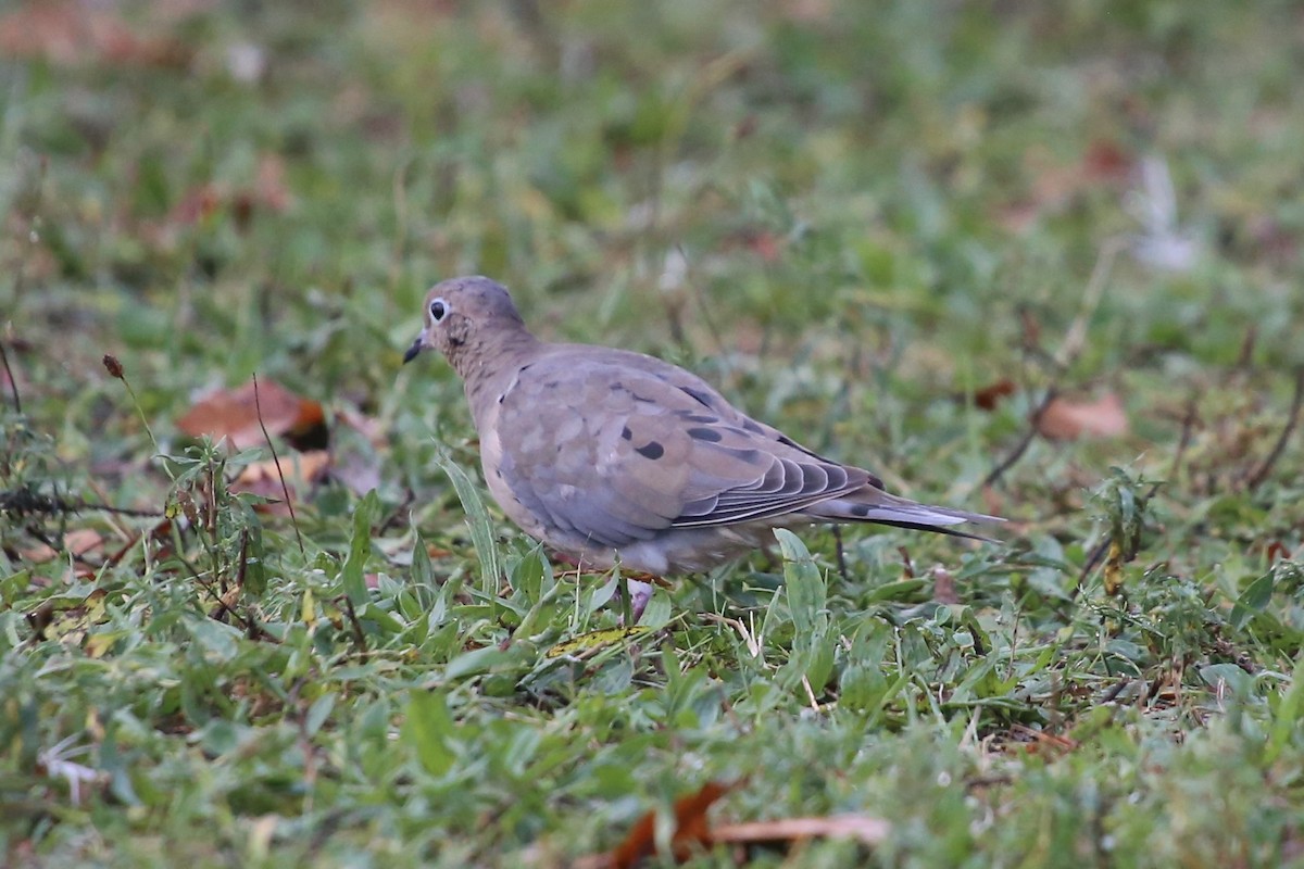 Mourning Dove - ML641859071