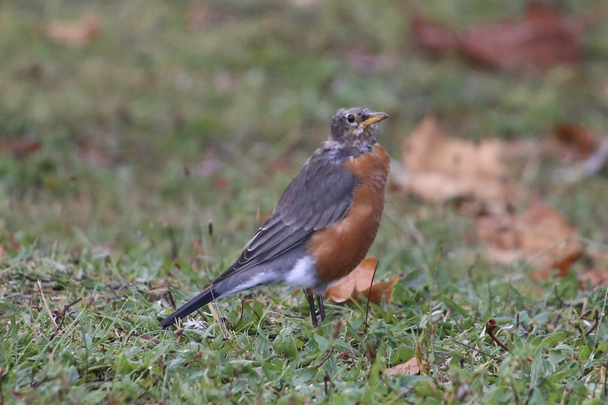 American Robin - ML641859081