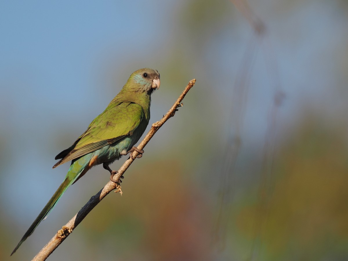 Hooded Parrot - ML641859090