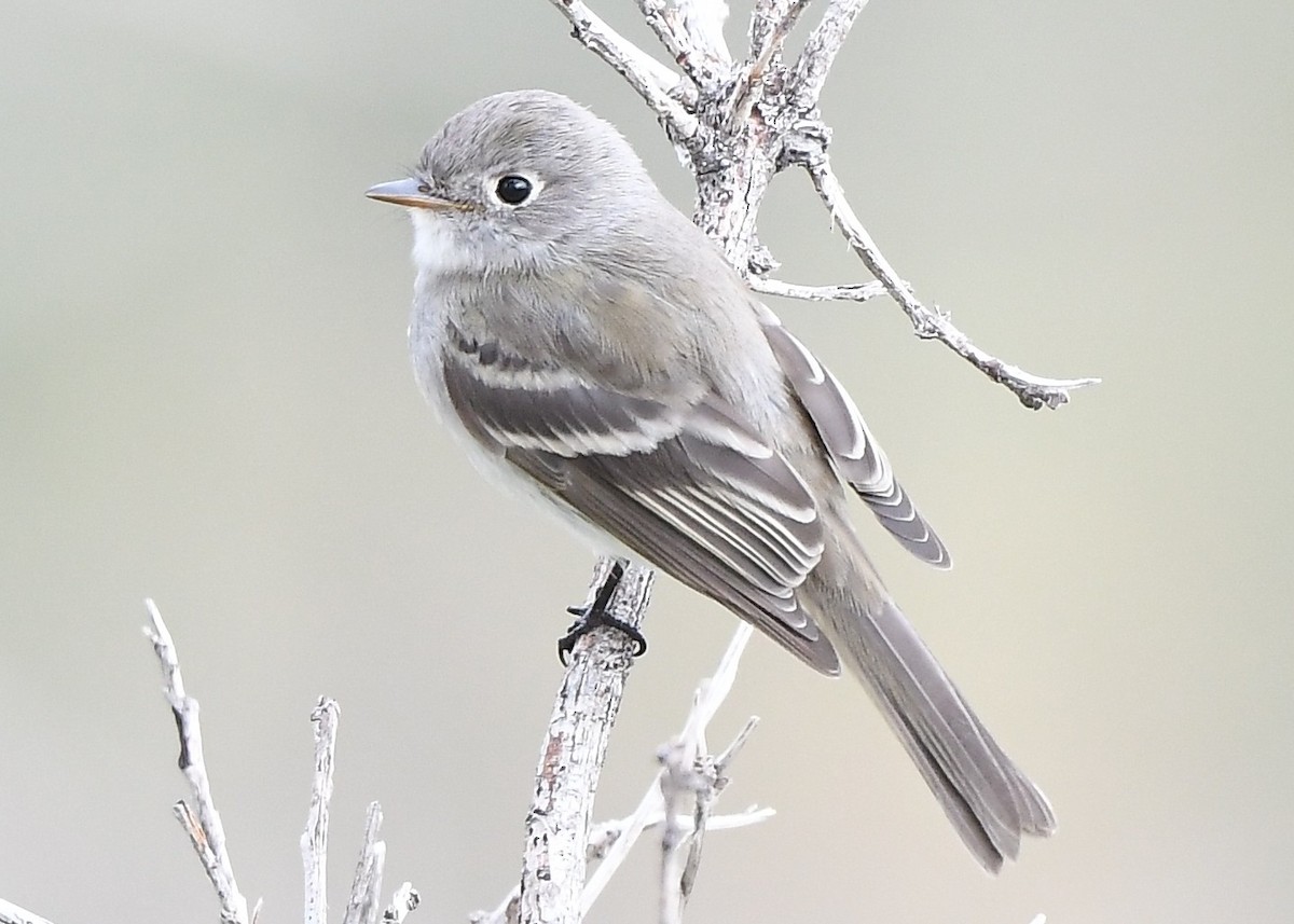 Dusky Flycatcher - ML641859113