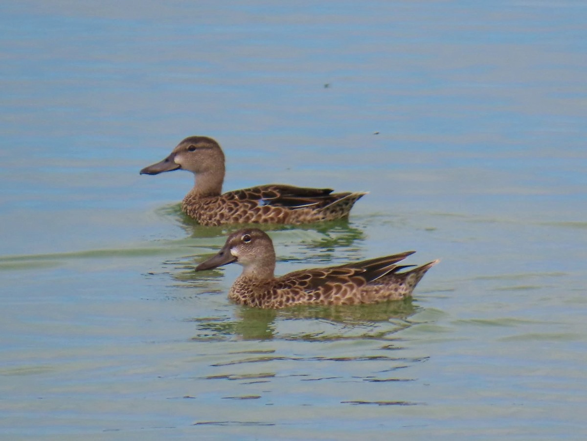 Blue-winged Teal - ML641859114