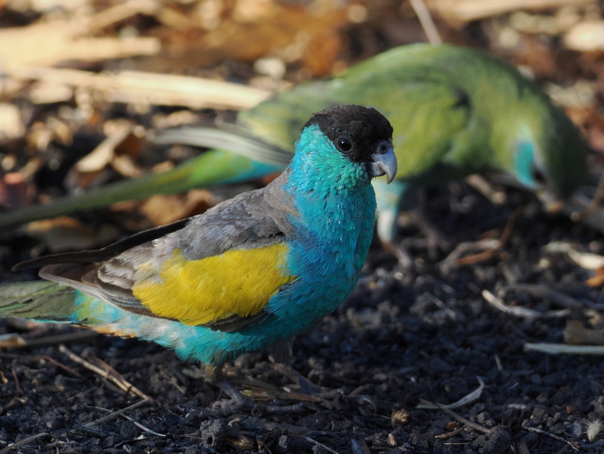 Hooded Parrot - ML641859116
