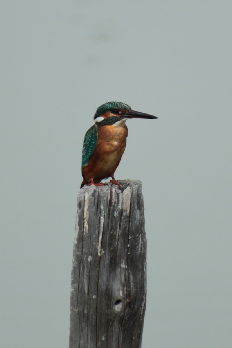 Common Kingfisher - ML641859120