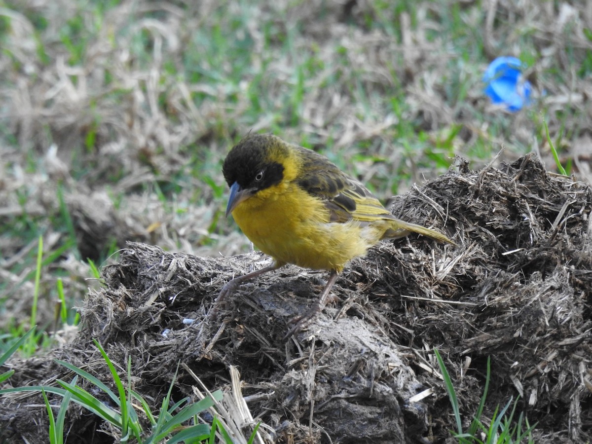 Baglafecht Weaver - ML641859127