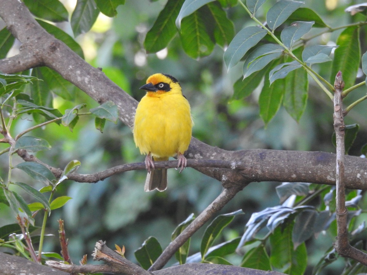 Baglafecht Weaver - ML641859128