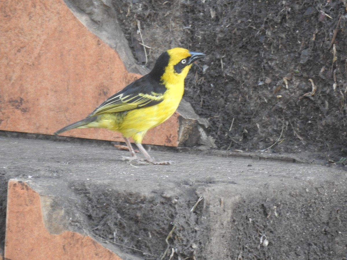 Baglafecht Weaver - ML641859129