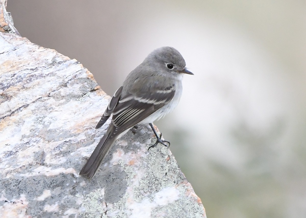 Dusky Flycatcher - ML641859132