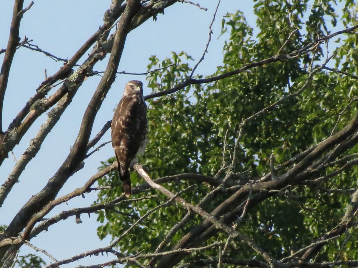 Rotschulterbussard - ML641859150