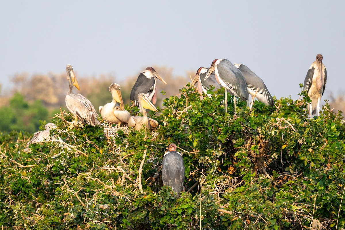 Marabou Stork - ML641859178