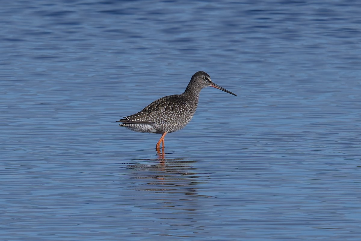 Хар хөгчүү - ML641859180