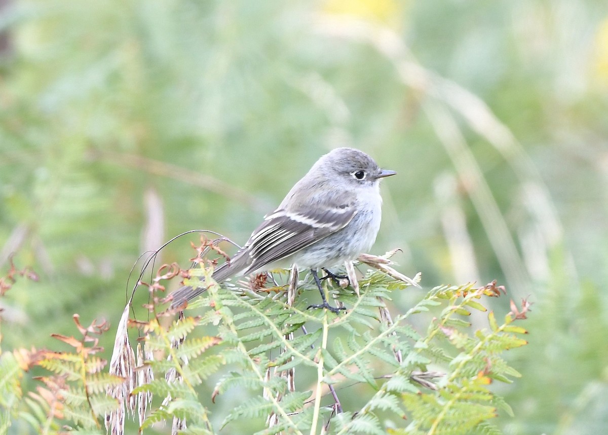 Dusky Flycatcher - ML641859203