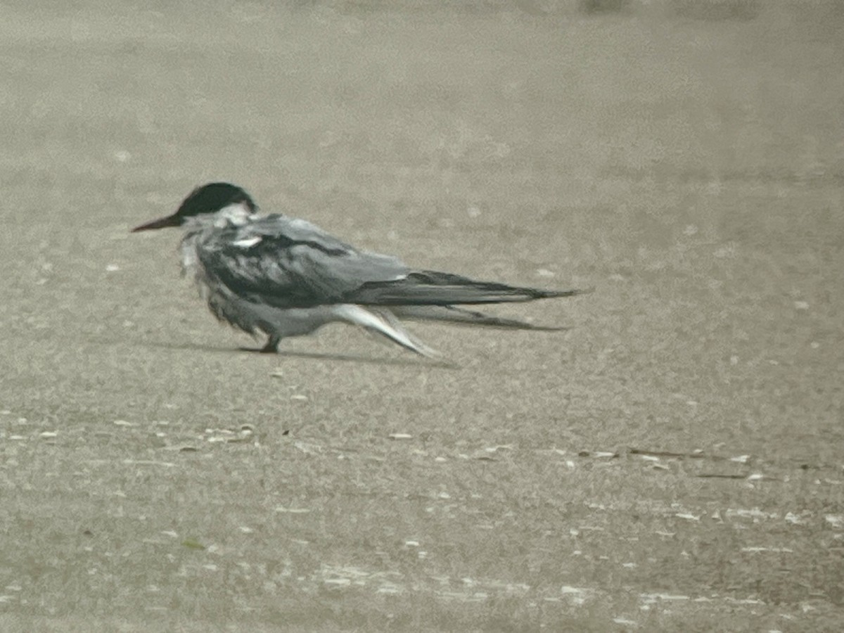 Common Tern - ML641859207