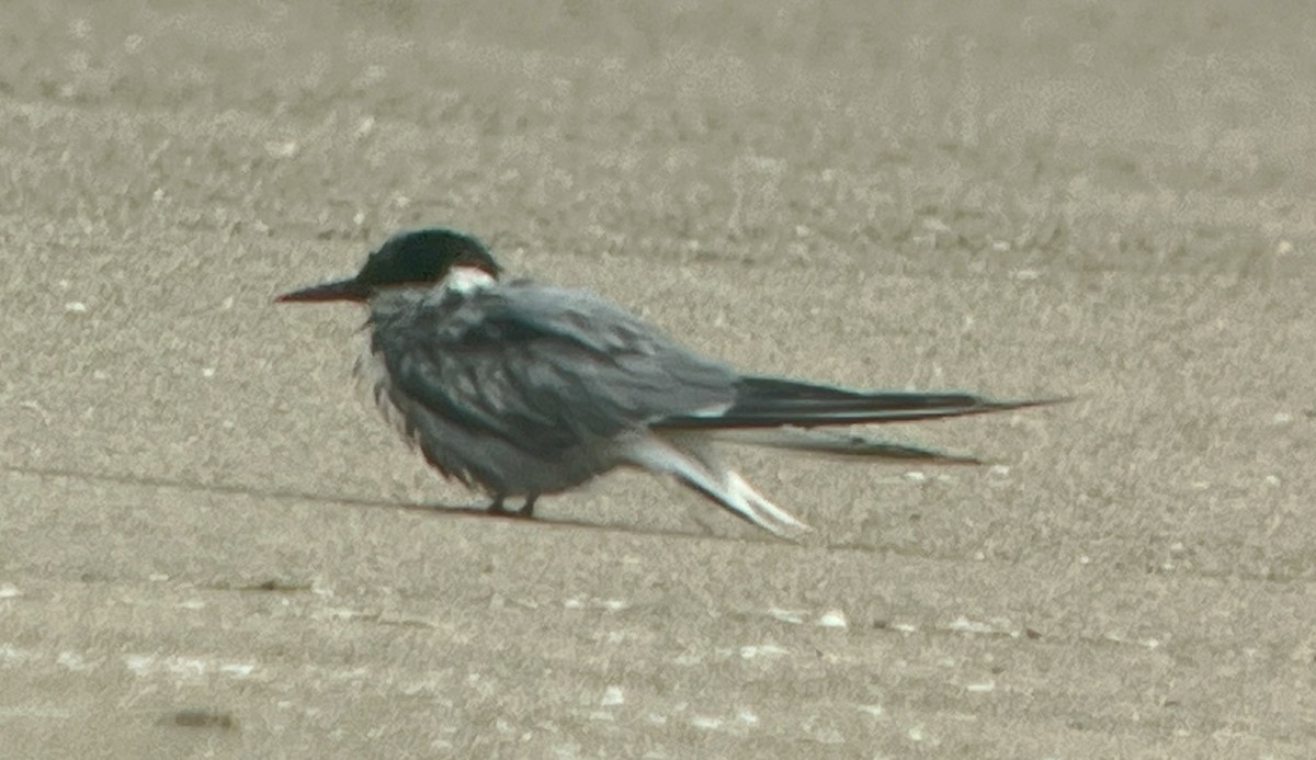 Common Tern - ML641859208