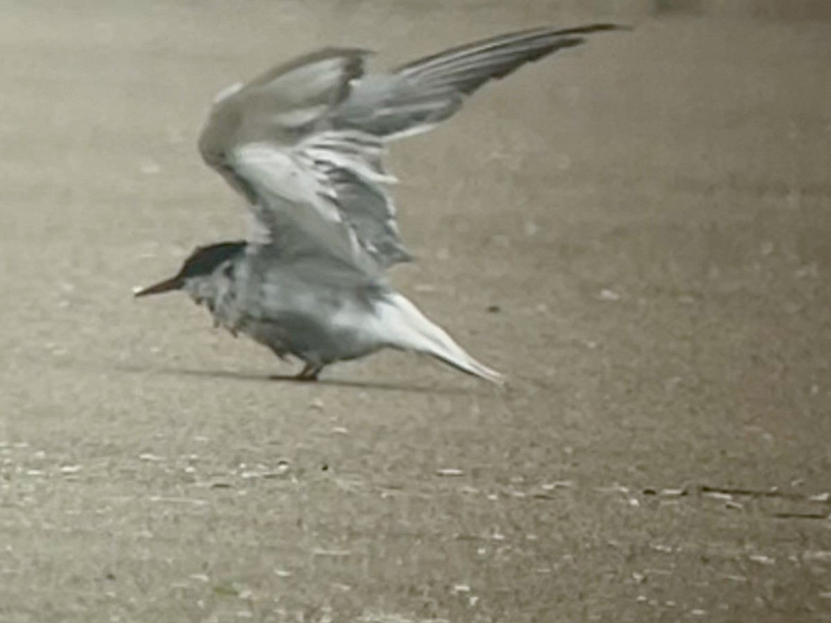 Common Tern - ML641859209