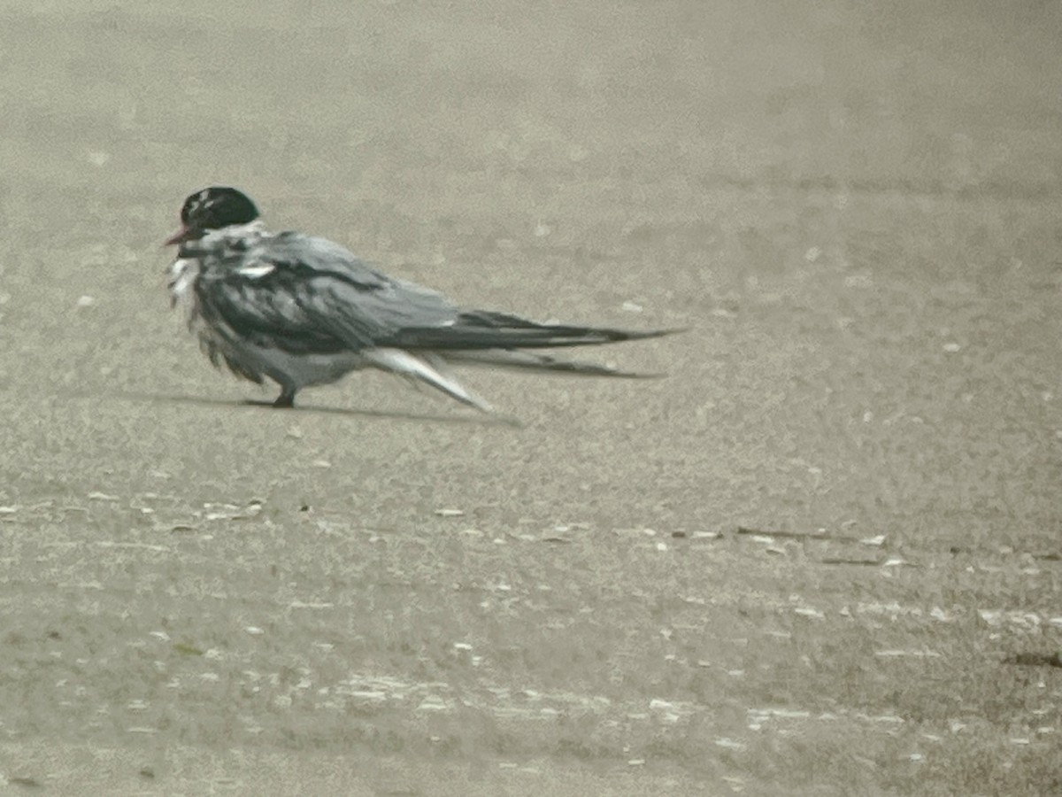 Common Tern - ML641859211