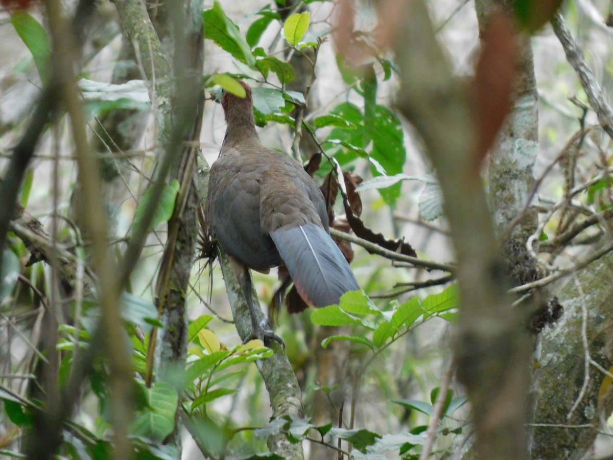 Rufous-headed Chachalaca - ML641859223