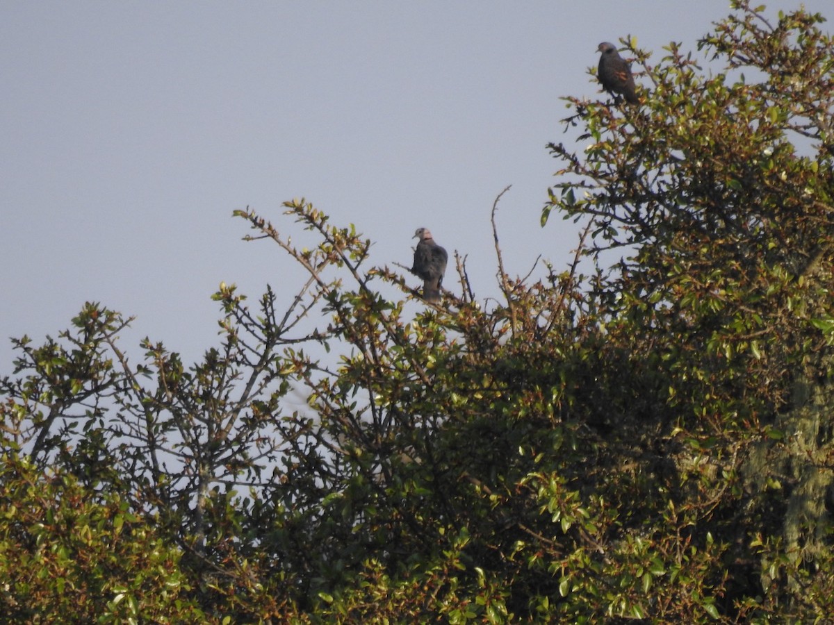 Dusky Turtle-Dove - ML641859224