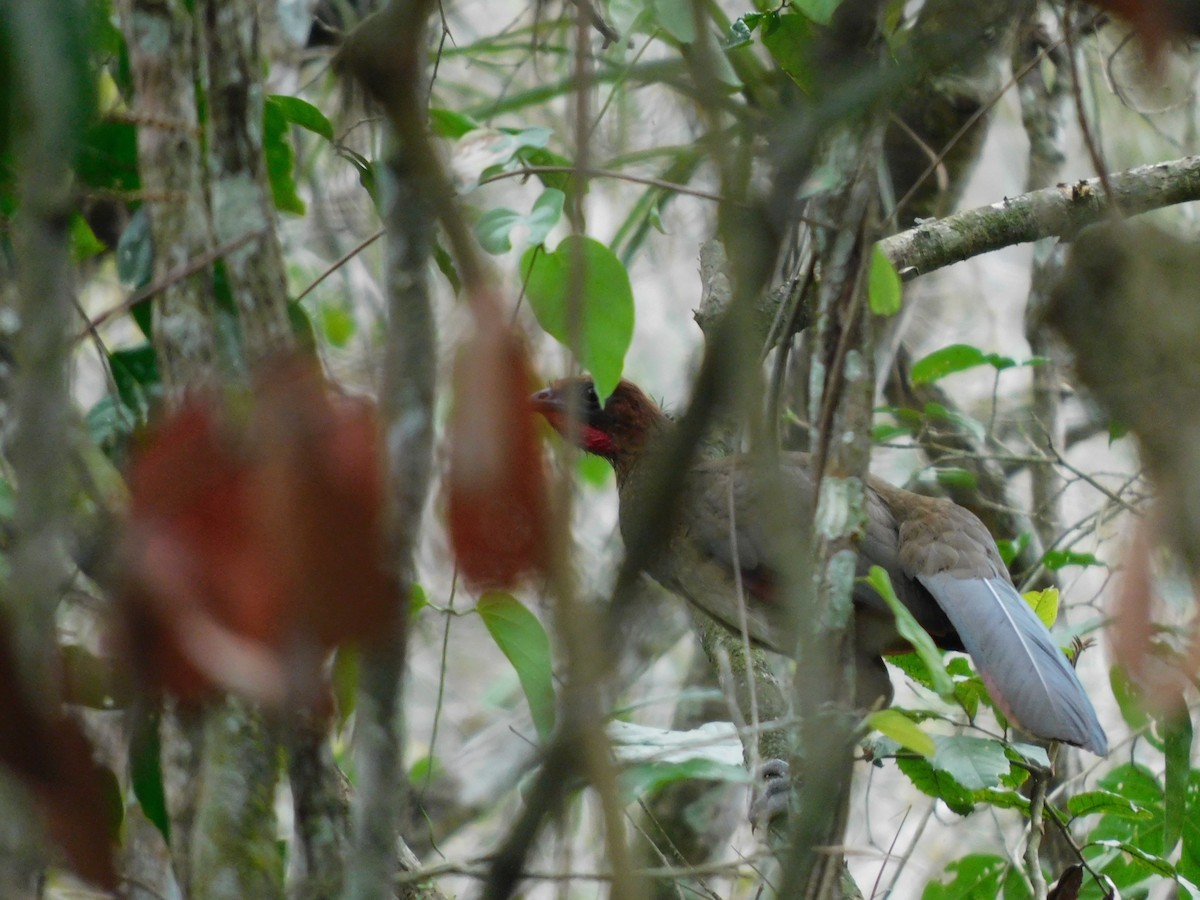Rufous-headed Chachalaca - ML641859226