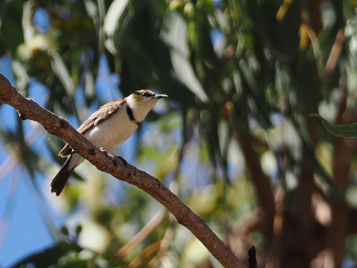 Banded Honeyeater - ML641859234