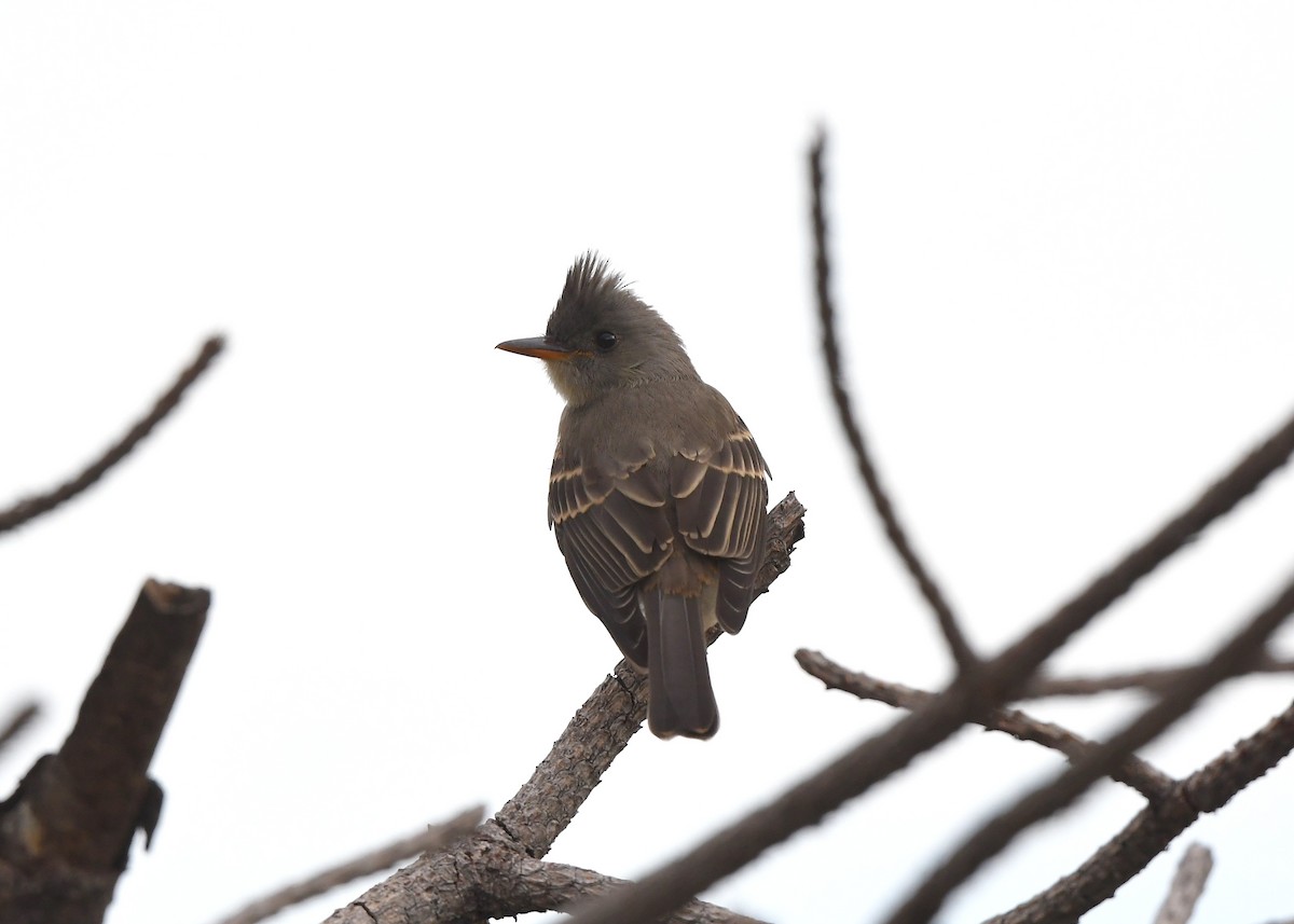 Greater Pewee - ML641859245