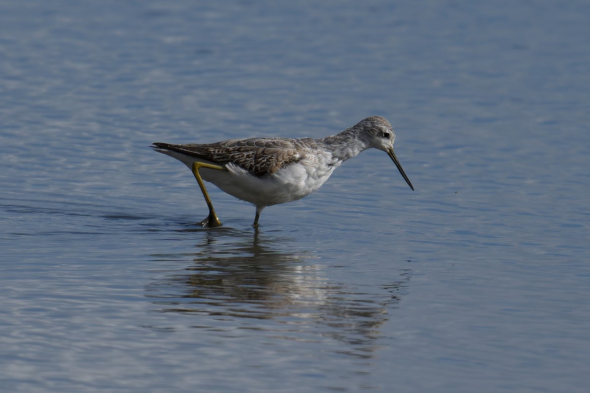 Бүрдний хөгчүү - ML641859252