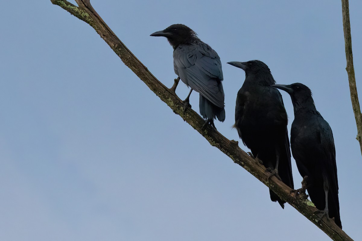 Cape Crow - ML641859256