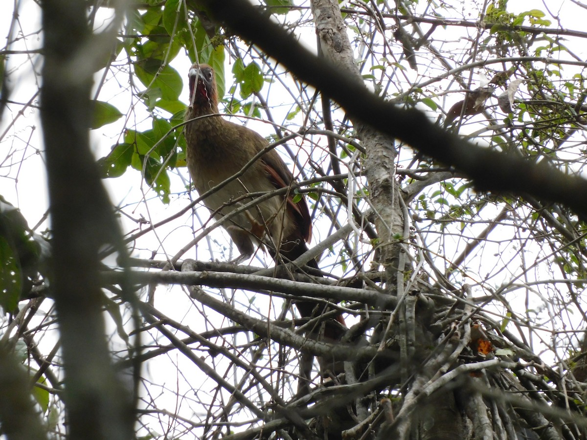Rufous-headed Chachalaca - ML641859259